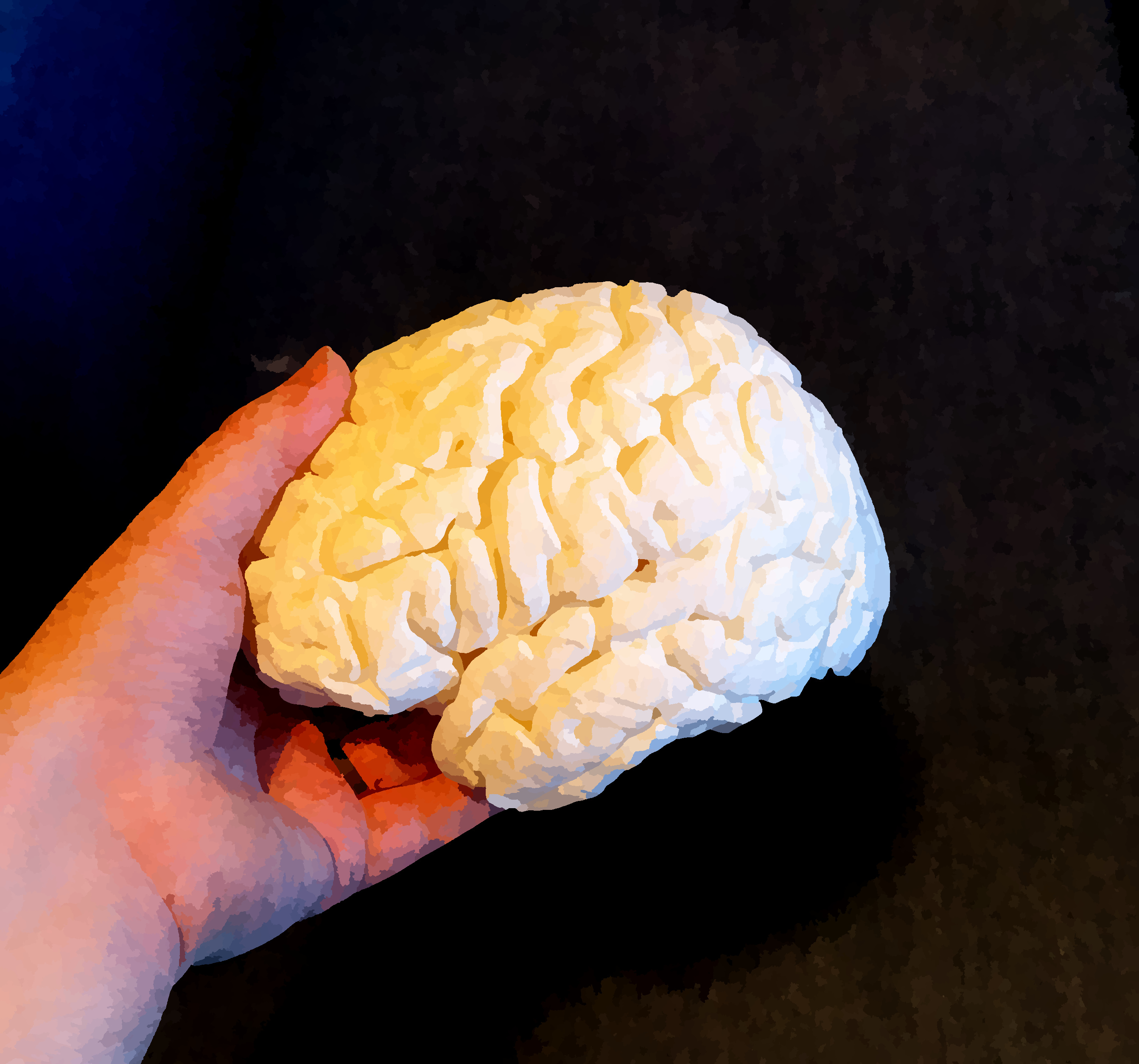 Profile view of brain model